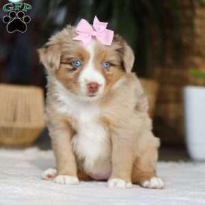 Juniper, Miniature Australian Shepherd Puppy